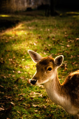 Obraz premium Some young fallow deer in a meadow