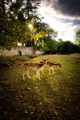Some young fallow deer in a meadow