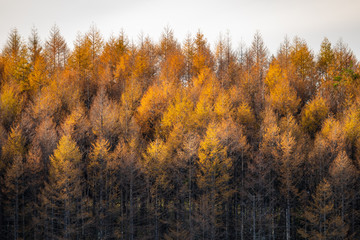 Autumnal larch bathed in the sunset