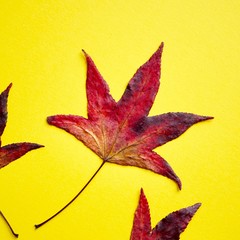 red leaves on the yellow background, autumn colors