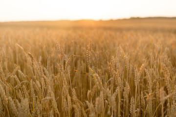 nature, summer, harvest and agriculture concept - cereal field with ripe wheat spikelets