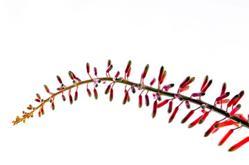 Aloe flowers up close