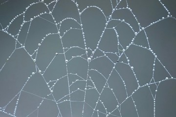 drops on the spider web in the nature in autumn