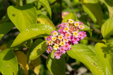 Close up of lantana flower clusters and green leaves. Nature floral background
