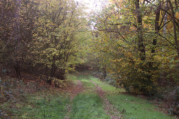 herbstlicher Wald im Spessart