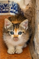 Fototapeta na wymiar 7 week old tortoiseshell kitten