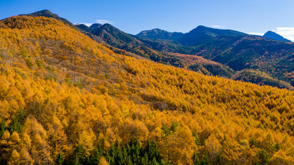 Autumn larch forest spreading out at the foot of the mountain