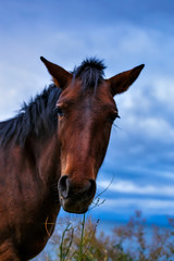 Obraz na płótnie Canvas Portrait of a brown horse in wild nature