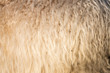 rough natural white sheepskin