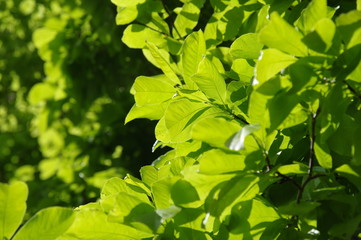 Fototapeta premium 新緑のグリーン