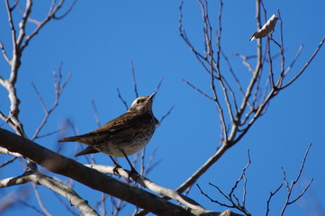 冬空に野鳥