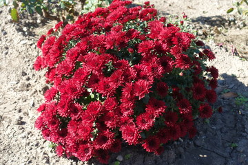 Rounded bush of red Chrysanthemums in mid October