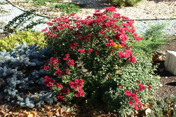 Rock garden with flowering bush of red Chrysanthemums in October