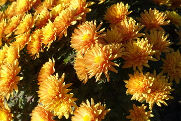 Light orange flowers of Chrysanthemums in November