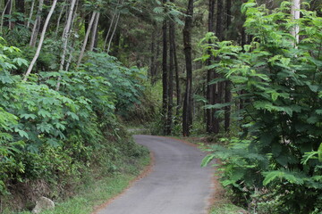 road in the middle of a pine forest