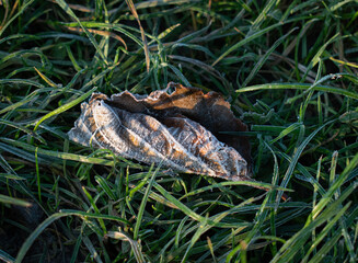 Single frozen alder leaf with ice crystals on grass_6
