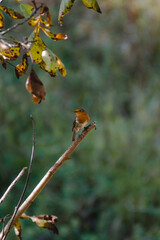 little bird on branch