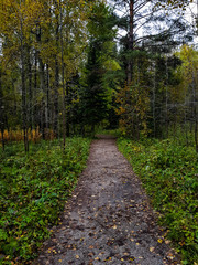 Path in the autumn forest