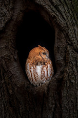 An Eastern Screech Owl perched in a tree cavity.