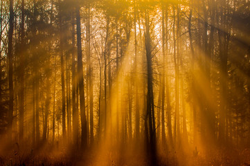 mglisty las skąpany w promieniach słońca - obrazy, fototapety, plakaty