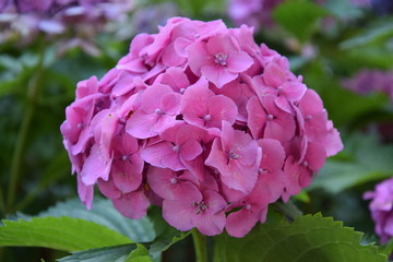 Sommerblumen im Neckartal