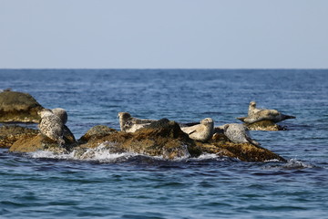 Seals (largha seal, Phoca largha) laying on the rocks. Wild spotted seal sanctuary. Calm blue sea, wild marine mammals in nature.