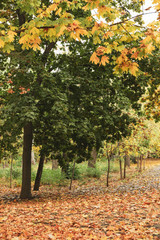 Trees and autumn leaves strewn on a path in park