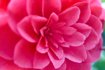 Naklejka premium pink flower