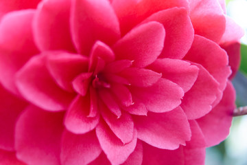 close up of a pink flower