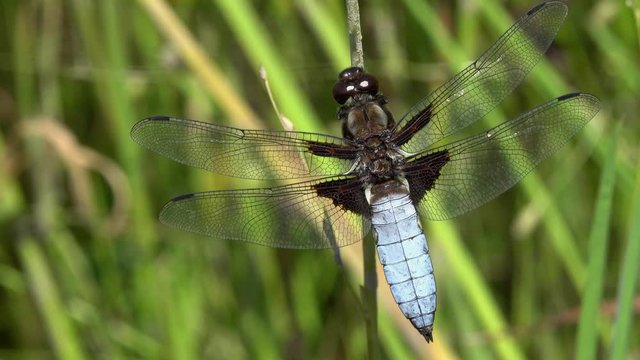 Dragonfly Broad-bodied Chaser or Broad-bodied Darter (Libellula depressa) male sits on a blade of grass
