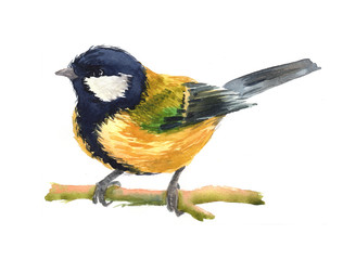 Watercolor single finch animal isolated on a white background illustration.	