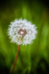 Gros plan sur une aigrette de pissenlit