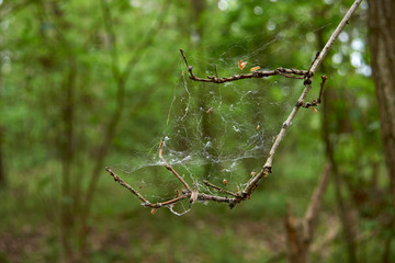 spider web on a branch