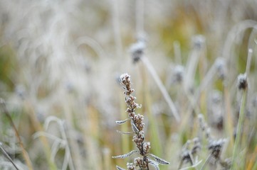 Wild plant in frost on the background of meadow autumn grasses, macro