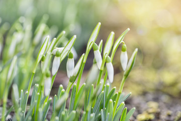 Spring snowdrops flower. Bright natural background with sunny reflection.