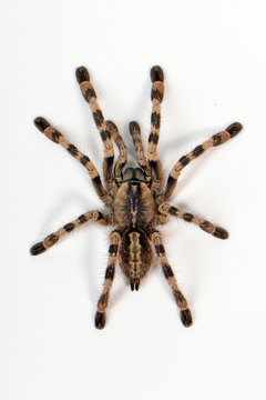 Ornament Baumvogelspinne (Poecilotheria formosa) - salem ornamental, beautiful parachute spider