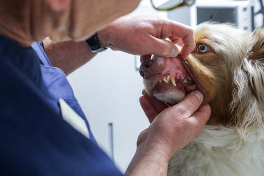 V&eacute;t&eacute;rinaire avec un chien