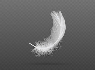 falling white bird feather  vector - obrazy, fototapety, plakaty