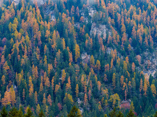 Reflection of autumn foliage along the shore of Lake Tovel, Trentino Alto Adige