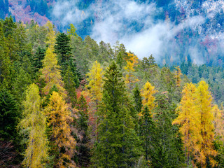 Reflection of autumn foliage along the shore of Lake Tovel, Trentino Alto Adige