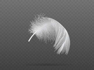 falling white bird feather  vector