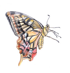 Watercolor butterfly moth insect animal isolated on a white background illustration.	