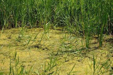 plants and algae in stagnant water