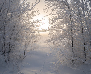 Footprints in the snow between the trees