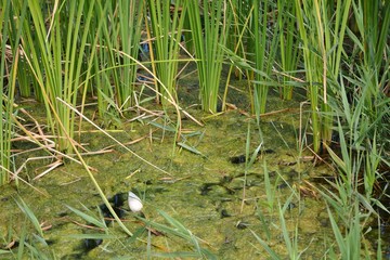 plants, algae and plastic in stagnant water