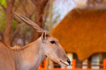 Beautiful Images  of African largest Antelope. Wild african Eland antelope  close up, Namibia,...