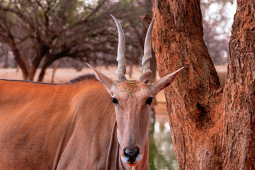 Beautiful Images  of African largest Antelope. Wild african Eland antelope  close up, Namibia, Africa