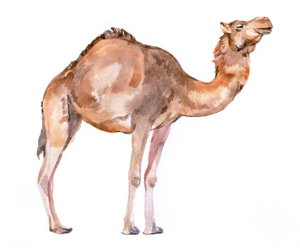 Watercolor realistic camel desert animal isolated on a white background illustration.