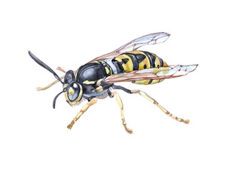 Watercolor single wasp insect animal isolated on a white background illustration.	