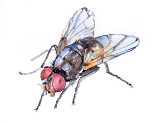 Watercolor single fly insect animal isolated on a white background illustration.	